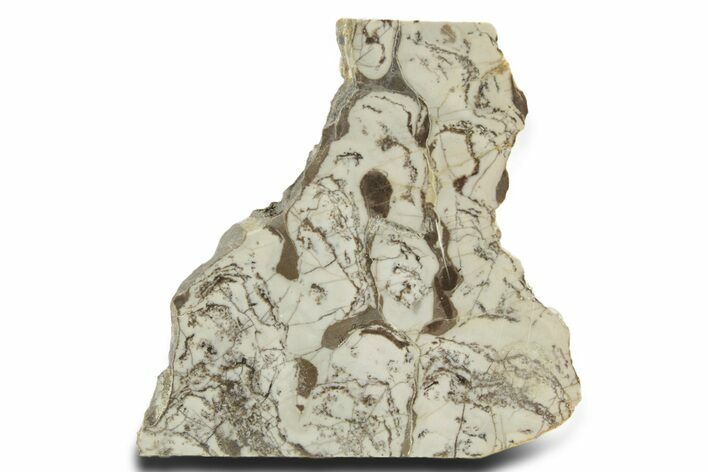 Polished Precambrian Stromatolite Slab - Siberia #363038